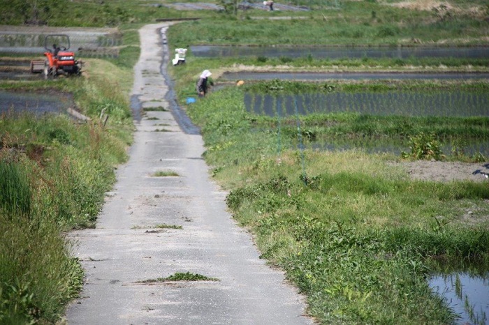 田植え