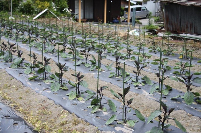 九十五歳の篤農家の茄子畑